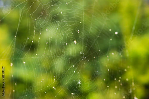 Spider web trap close-up on a background of green forest