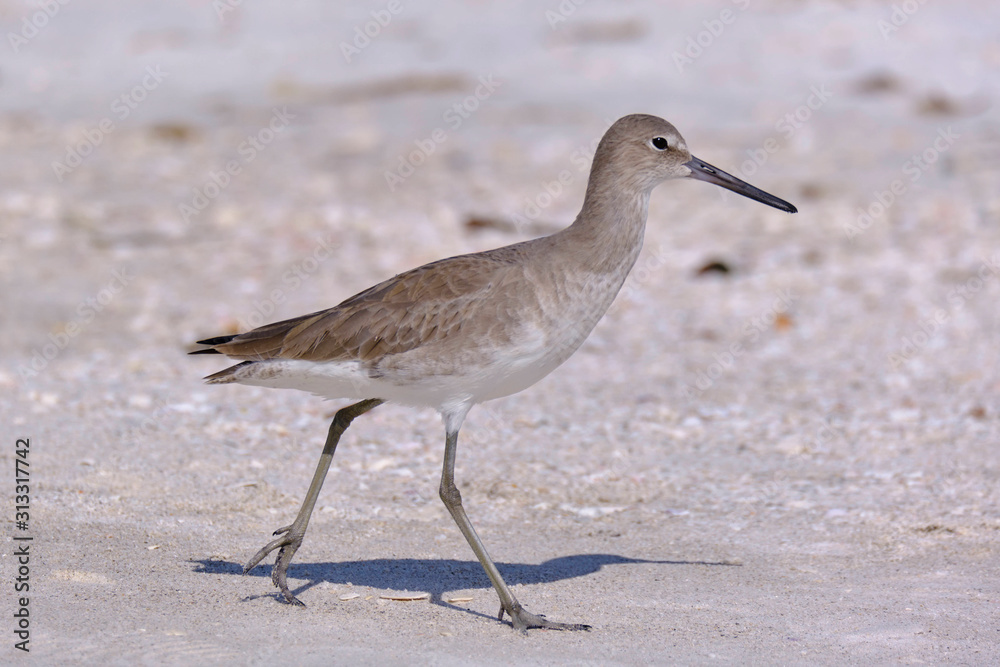 Strandläufer (Vogel) an der Golfküste in Florida Strandläufer (Vogel) an der Golfküste in Florida