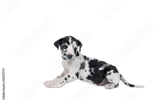 A puppy of the Great Dane Dog or German Dog, the largest dog breed in the world, Harlequin fur, white with black spots, sitting isolated in white