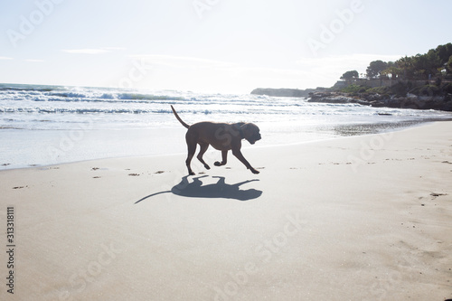 Dog running on the sand at sea. Sunny bright day. Sunset sun. The dog is played on the beach. © vfhnb12