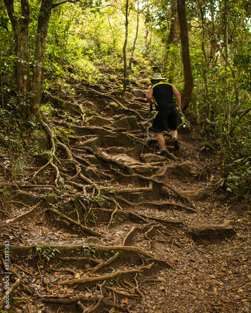 Man hiking over roots and trees in the jungles of Panama Man hiking over roots and trees in the jungles of Panama