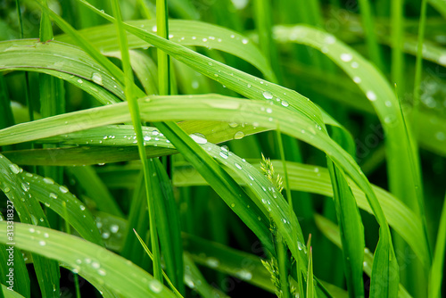 Zielona trawa z rosą  © F33 Studio