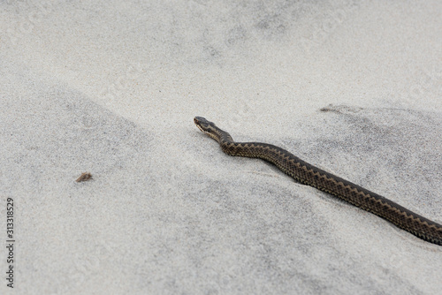 A poisonous viper on the sand