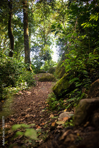 A warm quiet jungle trail in the deep forests of Panama