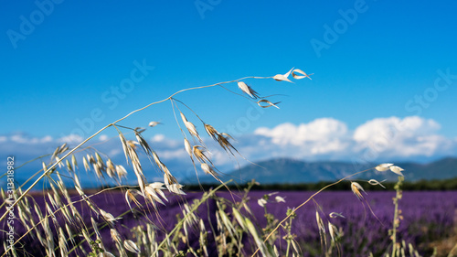 Lavender 68