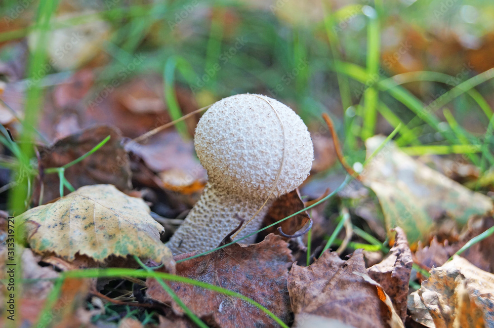 Mushroom with beige and brown hat and white leg in the forest in yellow leaves and green grass on an autumn day Mushroom with beige and brown hat and white leg in the forest in yellow leaves and green grass on an autumn day