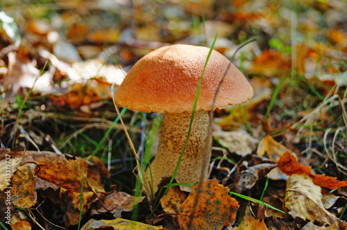 Leccinum mushroom with red cap and white leg in the forest in yellow leaves and green grass on an autumn day