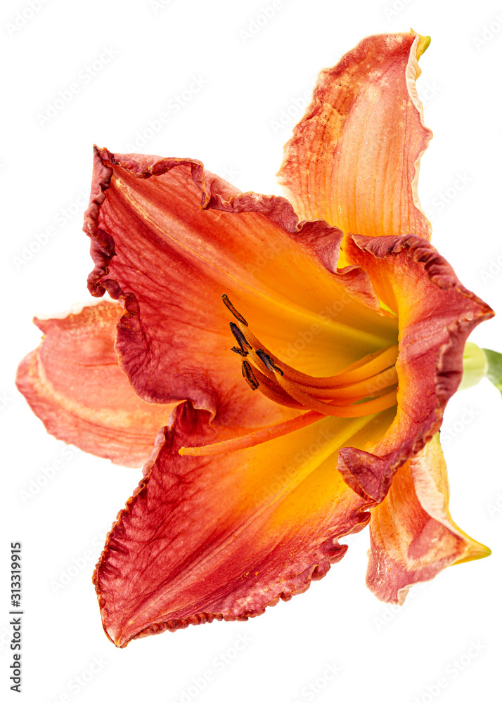 Flower of yellow-orange daylily, isolated on white background Flower of yellow-orange daylily, isolated on white background