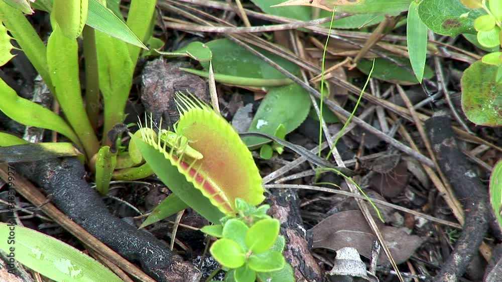 Venus fly trap with grasshopper