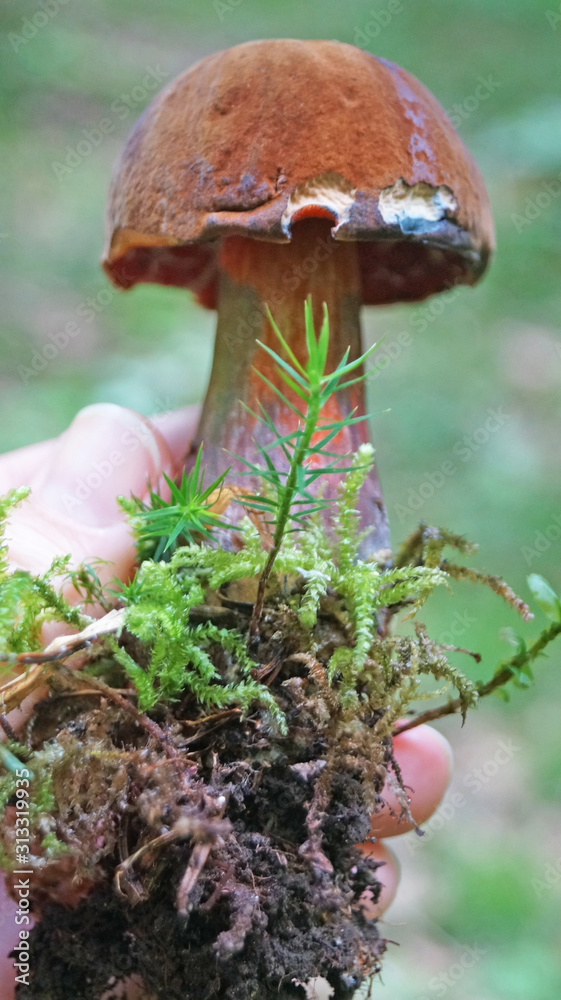 Mushroom Bolétus erýthropus with a brown hat and a yellow-red leg in the forest in yellow leaves and green grass on an autumn day