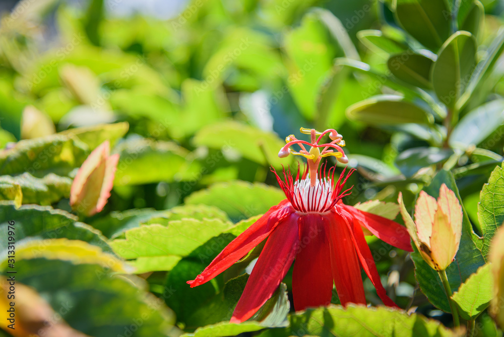 A beautiful red flower blooms in the spring sunlight A beautiful red flower blooms in the spring sunlight