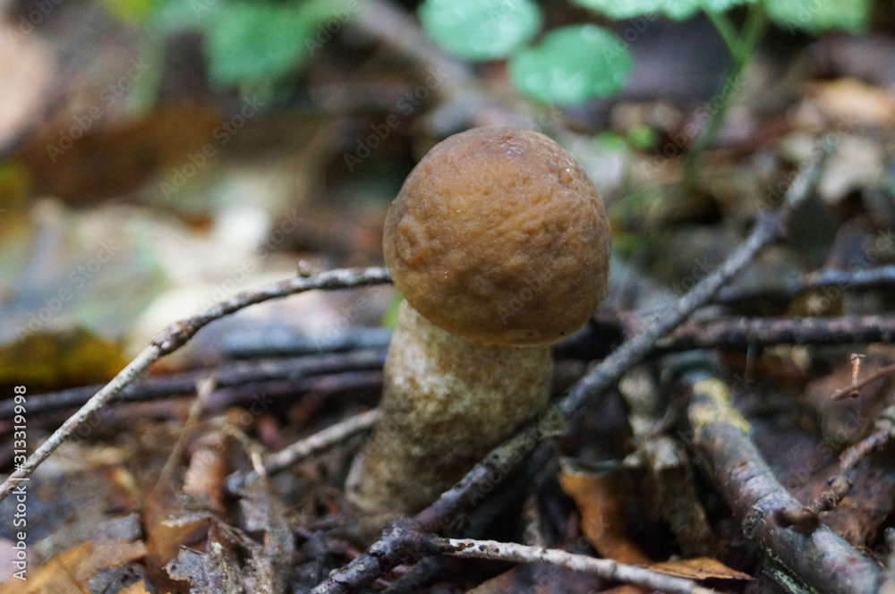 Leccinum mushroom with red cap and white leg in the forest in yellow leaves and green grass on an autumn day Leccinum mushroom with red cap and white leg in the forest in yellow leaves and green grass on an autumn day