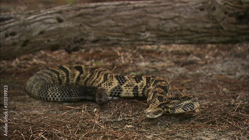 rattle snake ready to strike photo