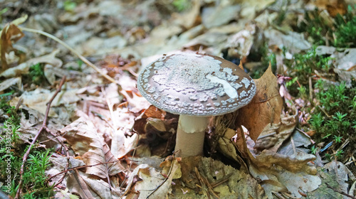 Amanita rubescens mushroom with a brown hat with white dots and a white leg in the forest in yellow leaves and green grass on an autumn day