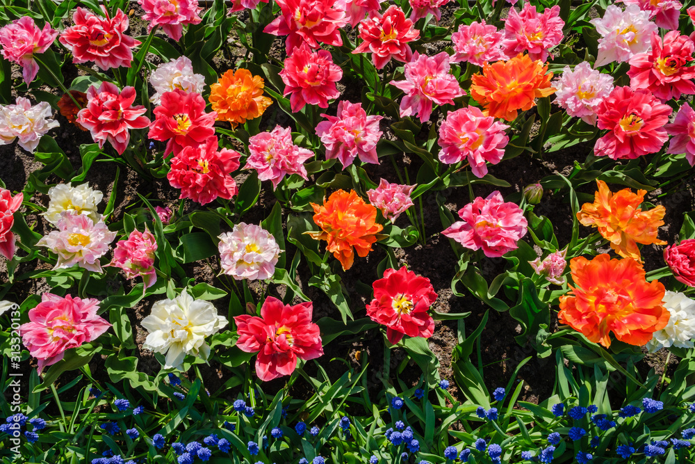 Top view close-up of beautiful blooming multi-colored peony flowering tulips with a row of blue grape hyacinths. Top view close-up of beautiful blooming multi-colored peony flowering tulips with a row of blue grape hyacinths.