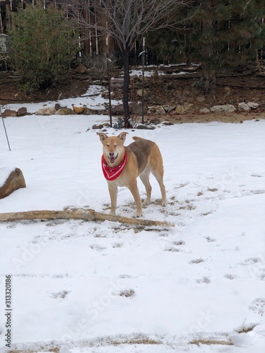 Shepard Mix In Snow photo