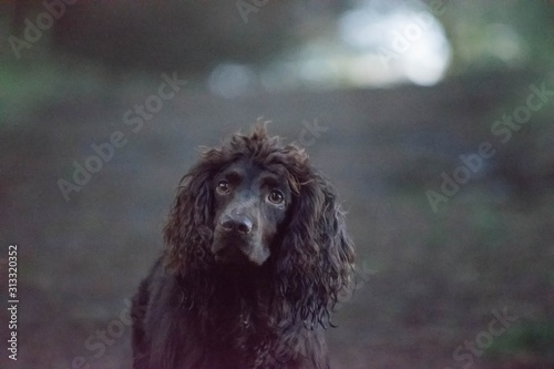 portrait of a dog in woods