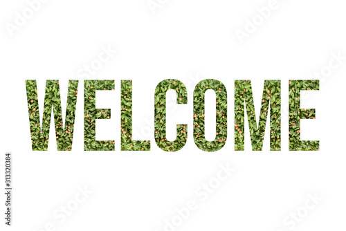 Microgreen font word WELCOME made of cilantro microgreen on white background with paper cut shape of letter. Collection of flora font for your unique decoration in summer