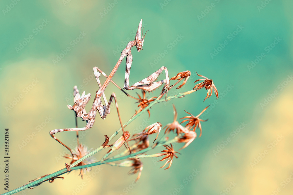 Close up of pair of Beautiful European mantis ( Mantis religiosa ) Close up of pair of Beautiful European mantis ( Mantis religiosa )