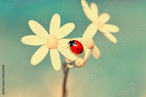 Beautiful ladybug on leaf defocused background