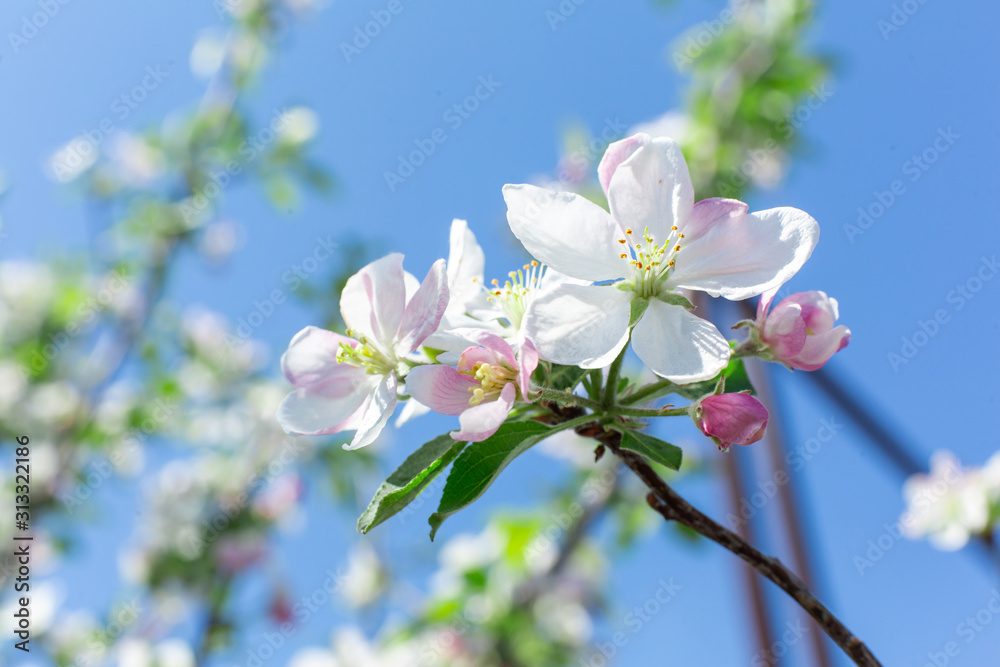 blooming flowers on apple tree branches close up blooming flowers on apple tree branches close up