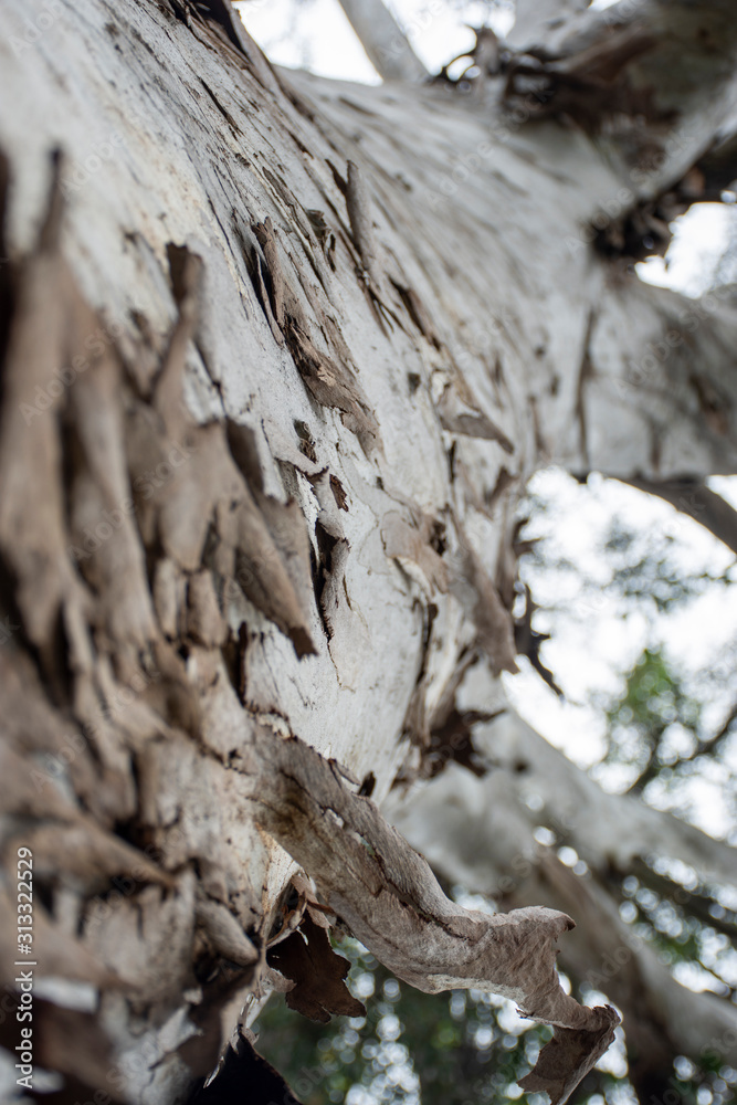 tree bark tree bark