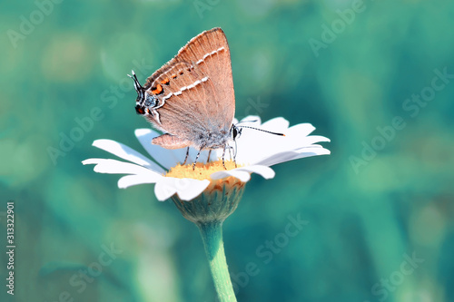 Closeup beautiful butterfly sitting on the flower.