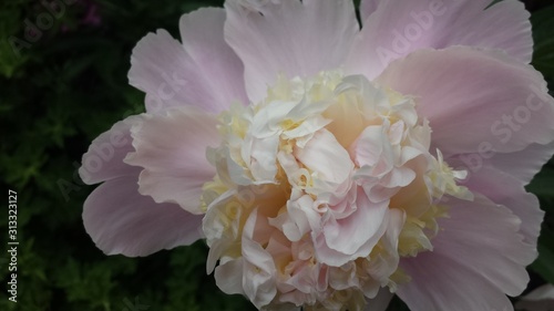Pink Peony in bloom
