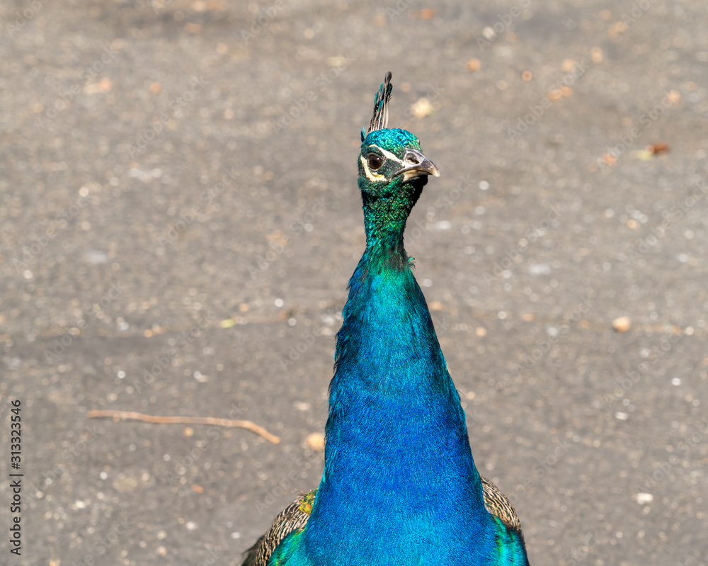 Obraz premium Close Up of Turkey Looking Straight at the Camera