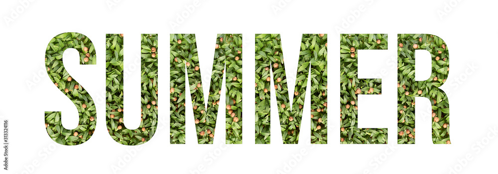 Microgreen font word SUMMER made of cilantro microgreen on white background with paper cut shape of letter. Collection of flora font for your unique decoration in summer
