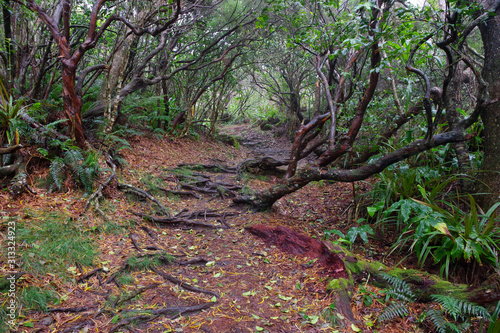 sentier de randonn  e    Mafate    le de la R  union 