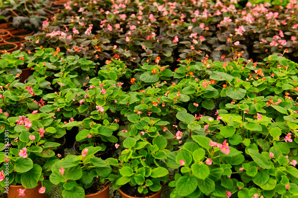 background - many pots with pink and red begonias