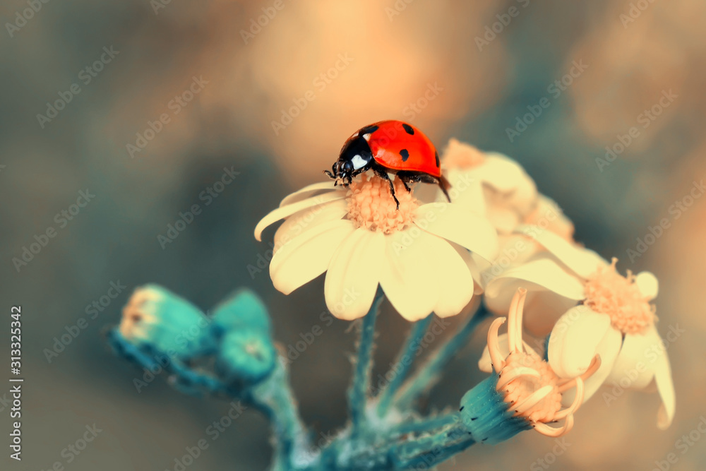 Beautiful ladybug on leaf defocused background Beautiful ladybug on leaf defocused background