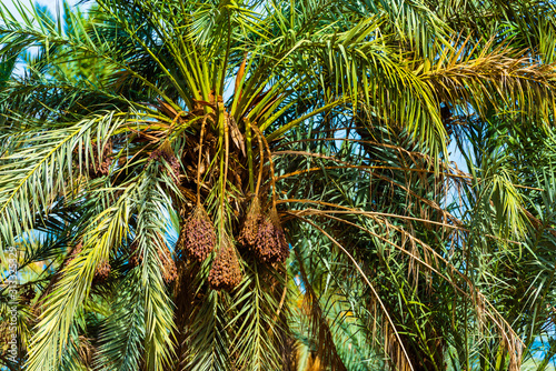 Date Palm in Draa valley oasis  Morocco.