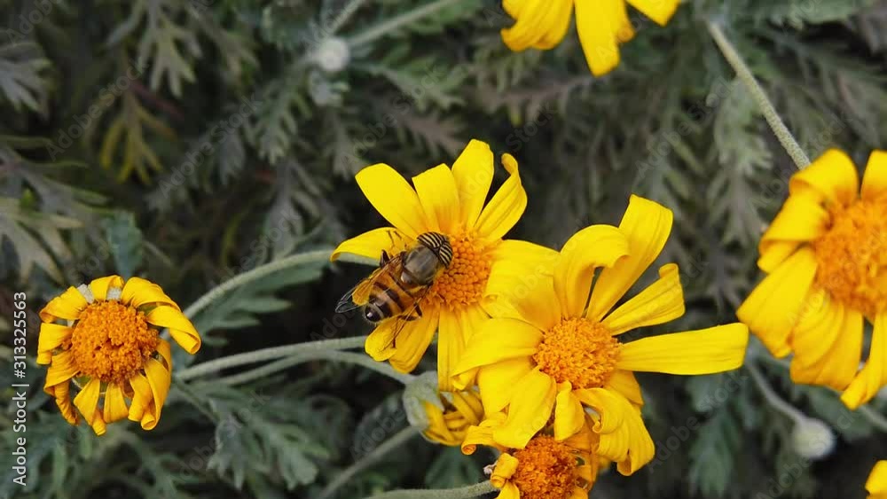 Close up video of a Stripe-Eyed Flower Fly (Eristalinus Taeniops) feeding on a golden shrub daisies. Shot at 120 fps. Close up video of a Stripe-Eyed Flower Fly (Eristalinus Taeniops) feeding on a golden shrub daisies. Shot at 120 fps.
