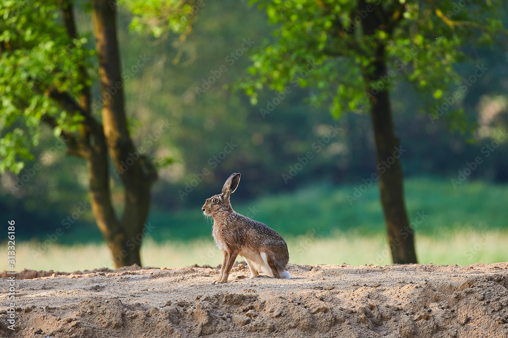 Fototapeta premium feld hase