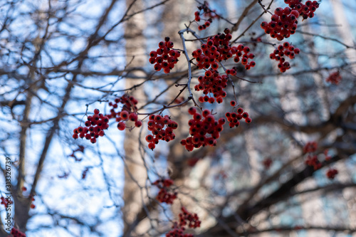 red flowers in the winter 