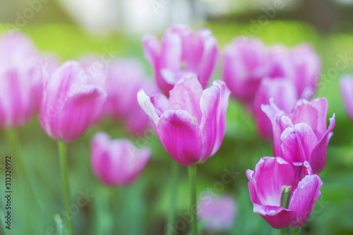 Delicate tulip flowers close-up. Pink with white petals. Tulip field in spring. Colorful gentle spring landscape. Natural soft background for design  free space for text