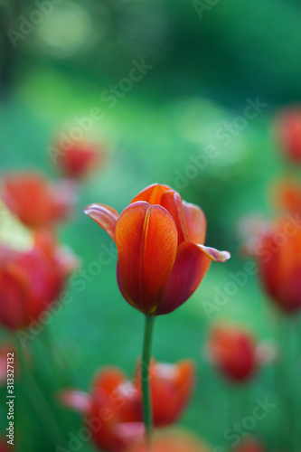 Red tulip flowers close-up on blurred green background of tulips. Bright tulip field in spring. Colorful landscape. Natural soft background for design, free space for text