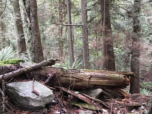 tree trunk / Lighthouse Park, West Vancouver