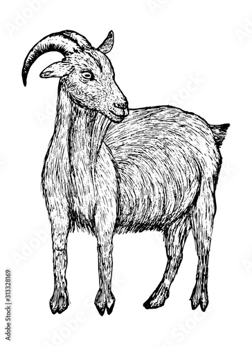 Goat black sketch in line style isolated on white background