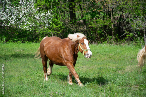 horse running on meadow