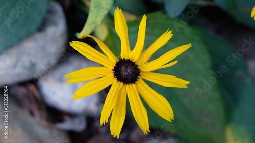 Mexican sunflower macro