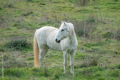 one White short haired horse in Green field 