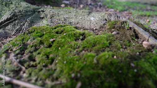 green moss on a stone