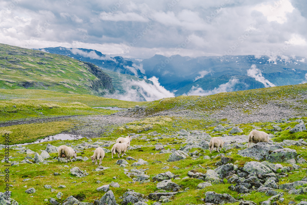 Sheep walking along road. Norway landscape. A lot of sheep on the road in Norway. Rree range sheep on a mountain road in Scandinavia. Sheep Farming. Mountain road with sheeps Sheep walking along road. Norway landscape. A lot of sheep on the road in Norway. Rree range sheep on a mountain road in Scandinavia. Sheep Farming. Mountain road with sheeps
