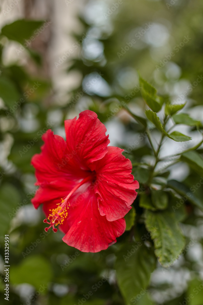 red flower in the garden