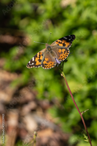 painted lady butterfly on a flower with a bright green soft focus garden background