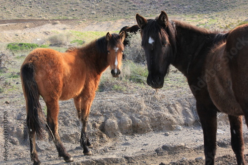 Wild Mustangs