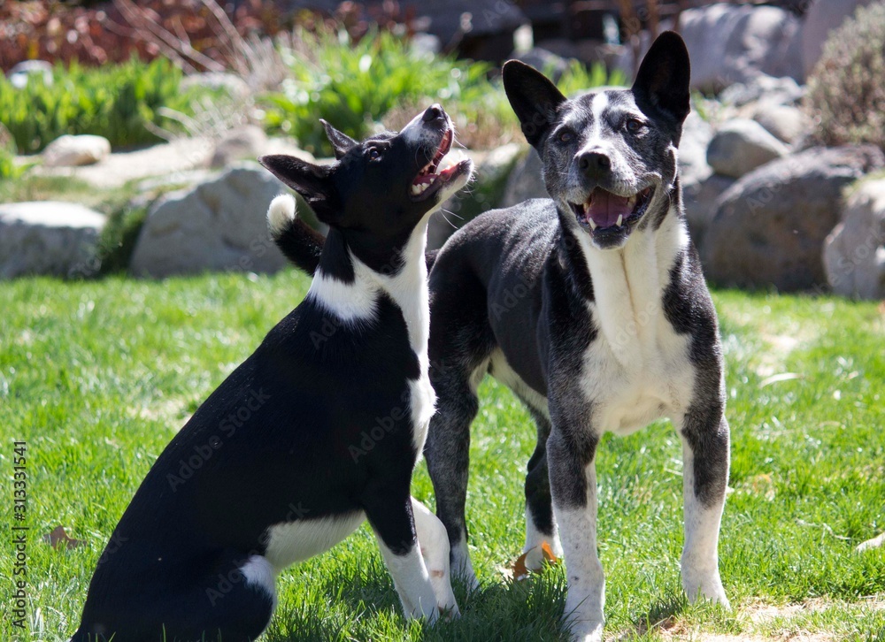 Jack Terrier and Cattle Mix Dogs